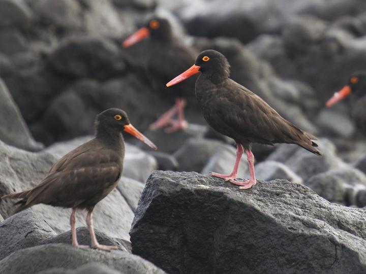 Sooty Oystercatcher