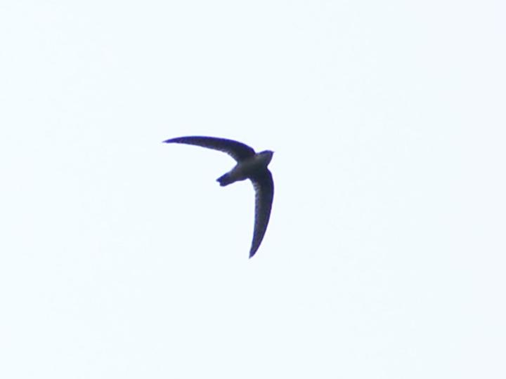 Giant Swiftlet