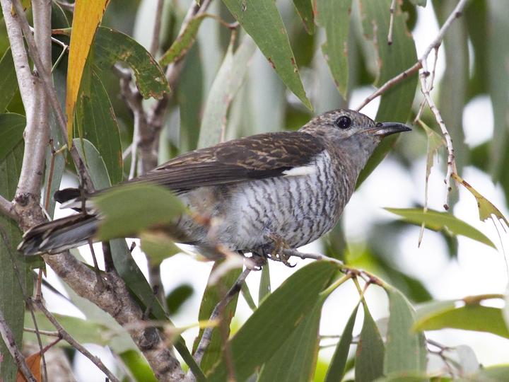 Sahul Brush Cuckoo