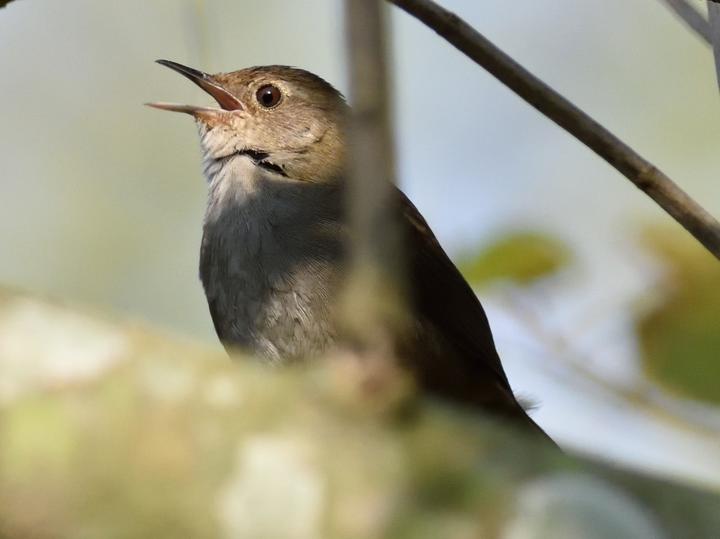 Knysna Warbler