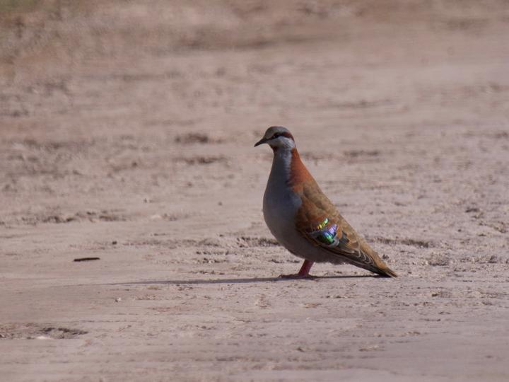 Brush Bronzewing