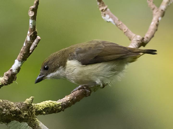 Flame-crowned Flowerpecker