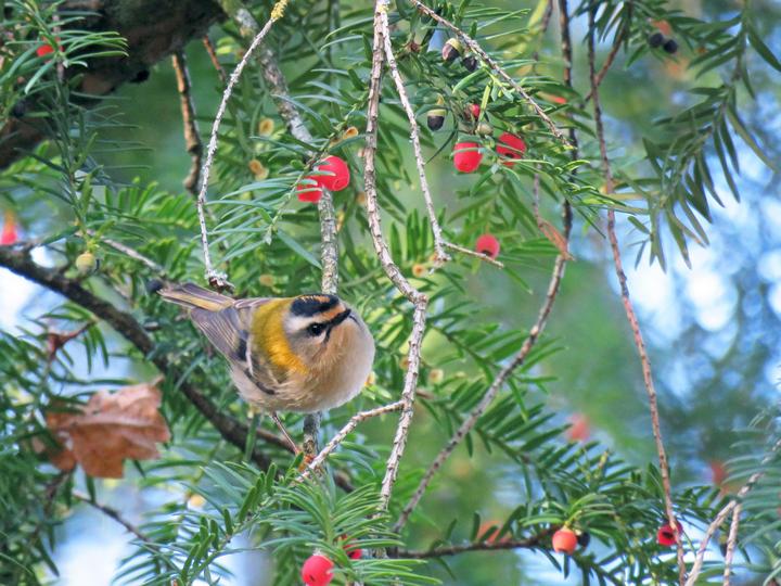 Common Firecrest