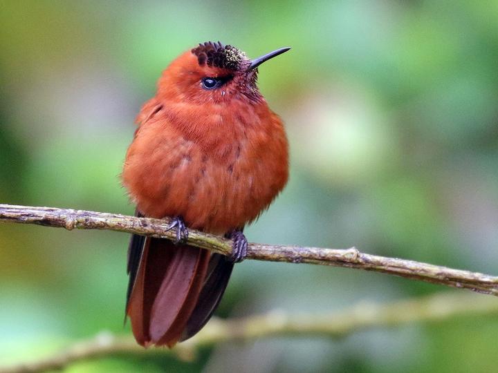 Juan Fernandez Firecrown