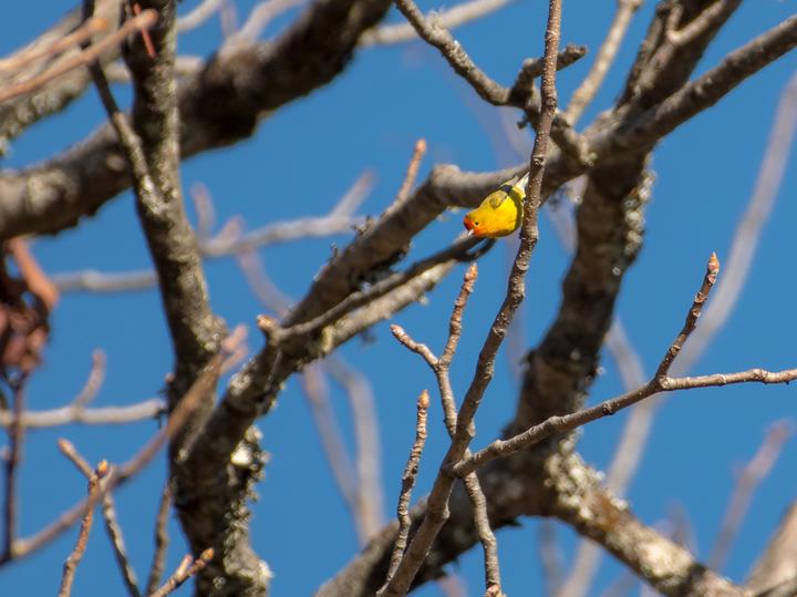 Fire-capped Tit