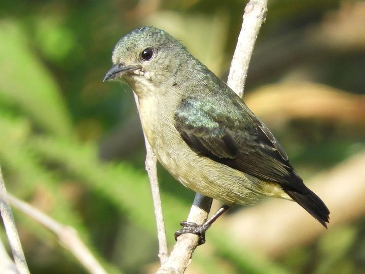 Fire-throated Flowerpecker