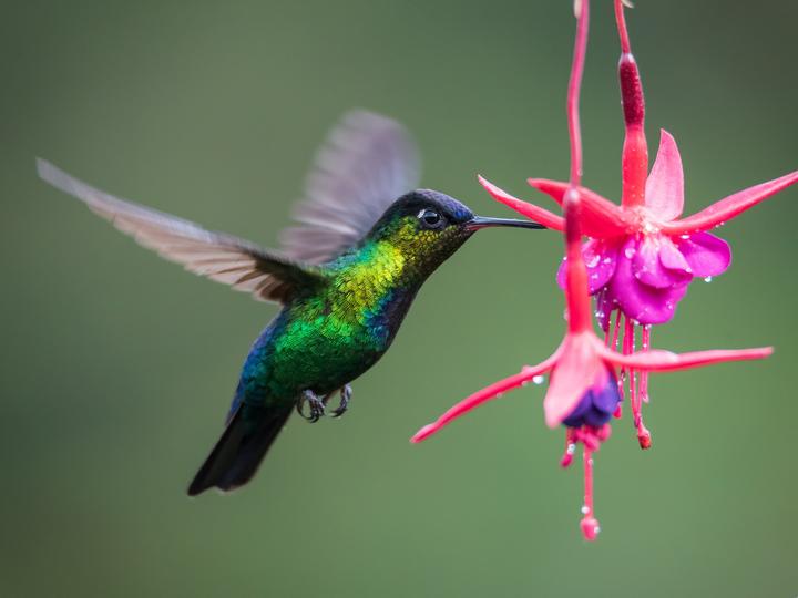 Fiery-throated Hummingbird
