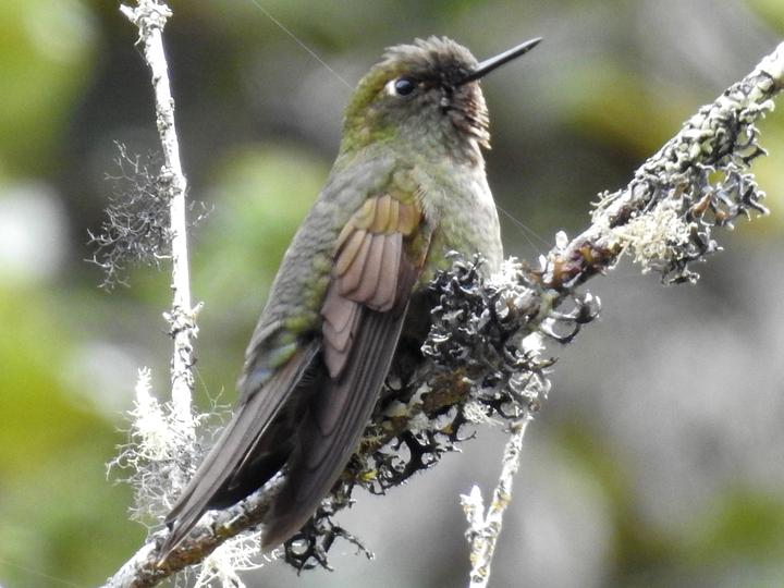 Fiery-throated Metaltail