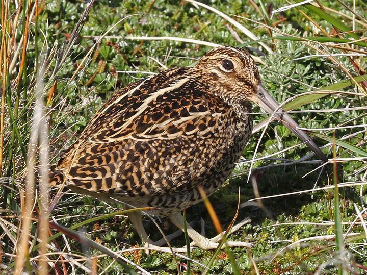 Fuegian Snipe