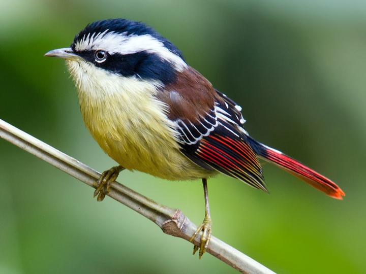 Red-tailed Minla