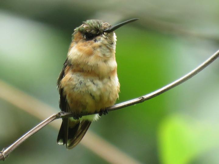 Sparkling-tailed Woodstar