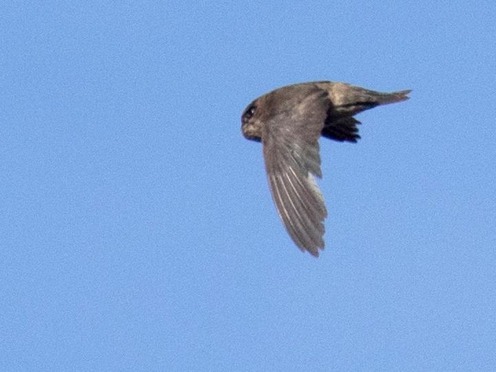 Volcano Swiftlet