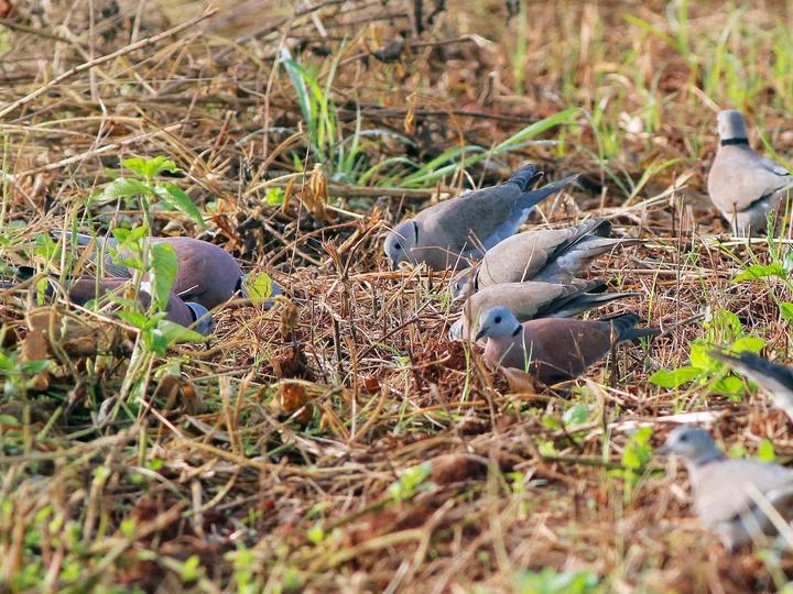 Red Collared Dove