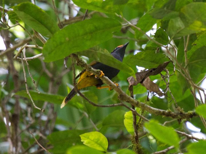 Fiery-browed Starling