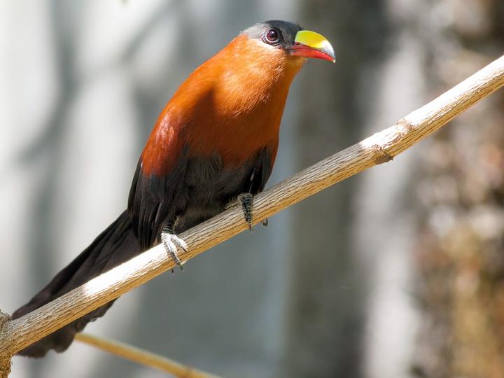 Yellow-billed Malkoha