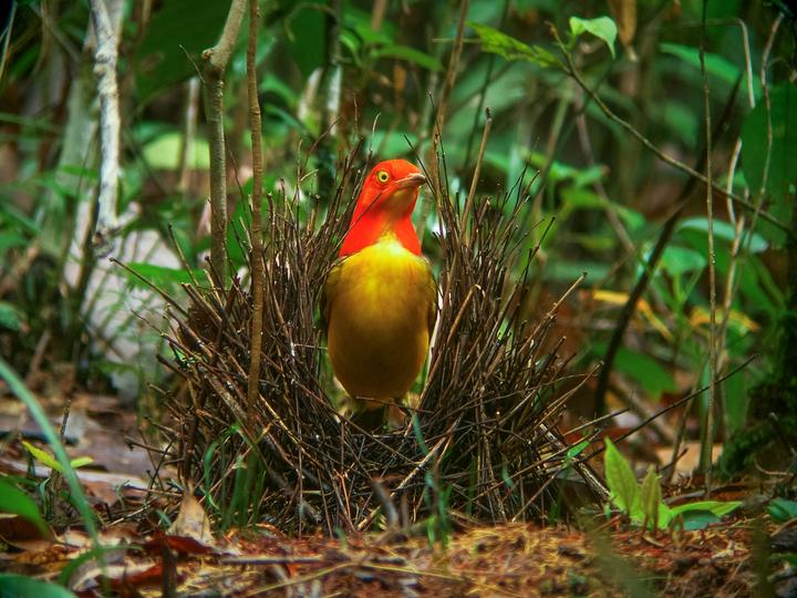 Flame Bowerbird