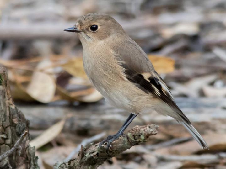 Flame Robin
