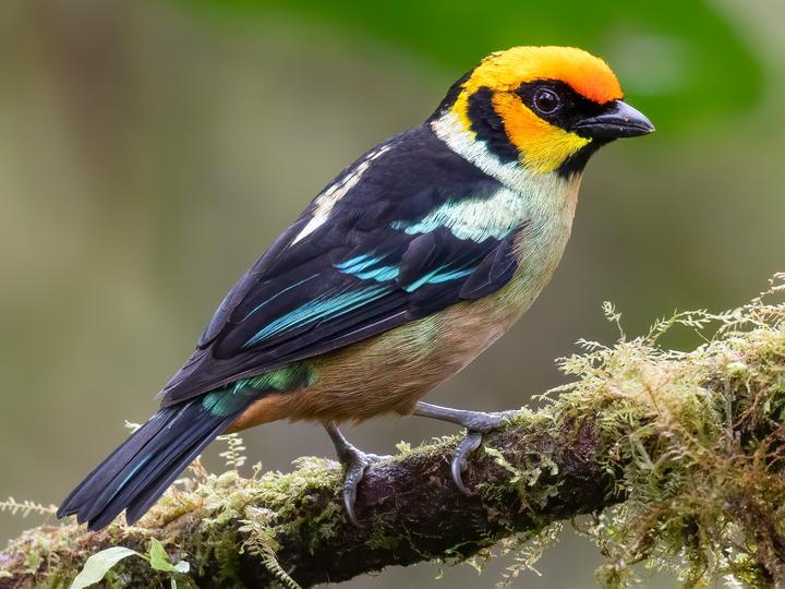 Flame-faced Tanager