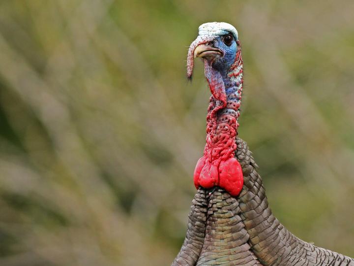 Wild Turkey