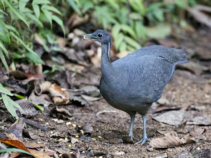 Grey Tinamou