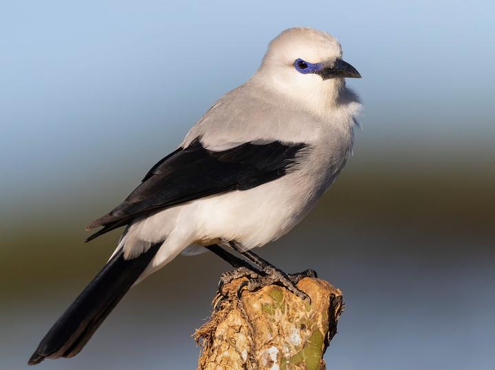 Stresemann's Bushcrow