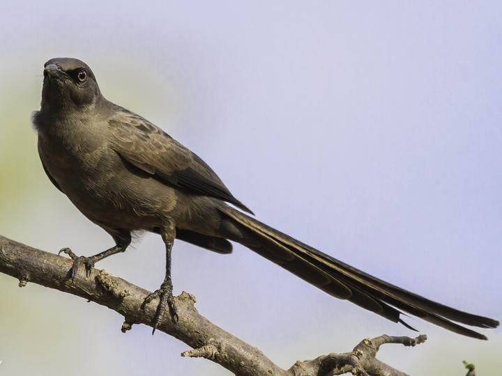 Ashy Starling