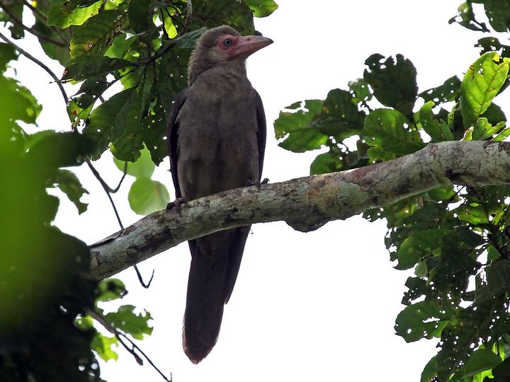 Grey Crow