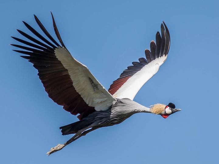 Grey Crowned Crane