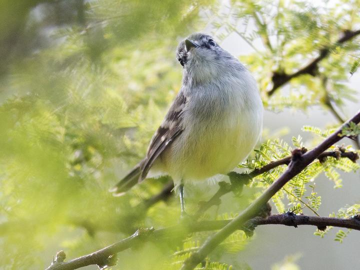 Straneck's Tyrannulet
