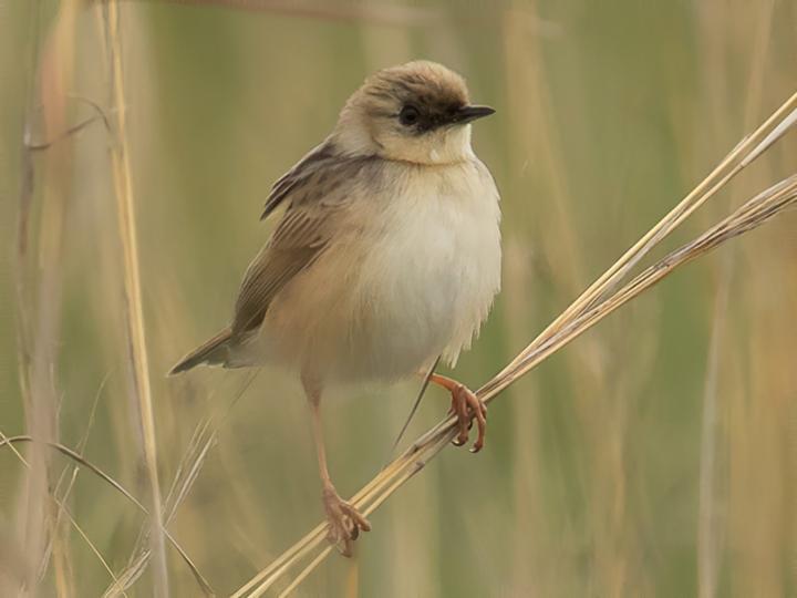 Pale-crowned Cisticola