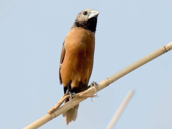 Grey-crowned Mannikin