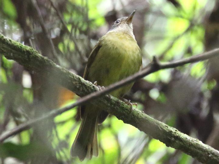Grey-crowned Tetraka