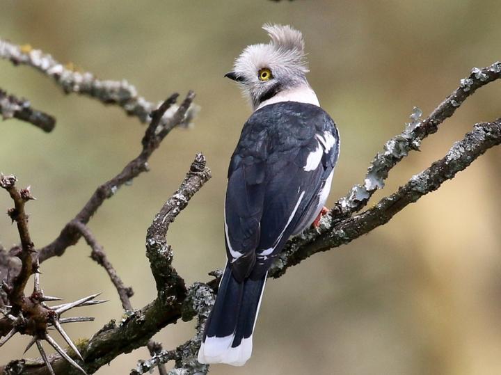 Grey-crested Helmetshrike