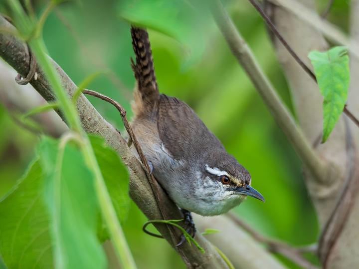 Canebrake Wren