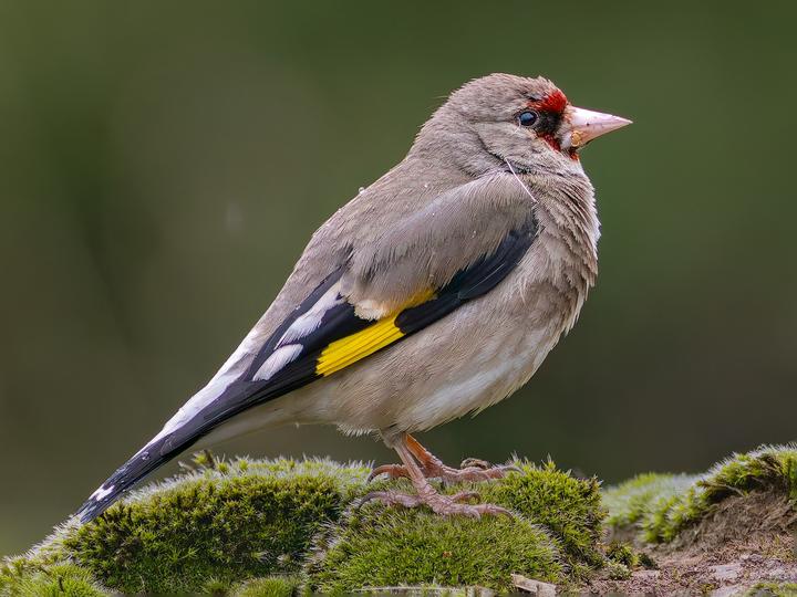 Grey-crowned Goldfinch