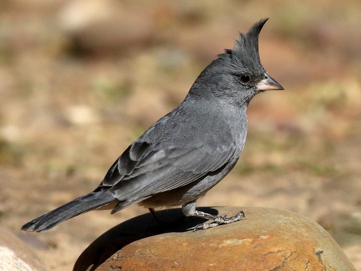 Grey-crested Finch