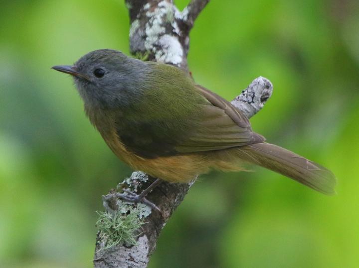Grey-hooded Flycatcher