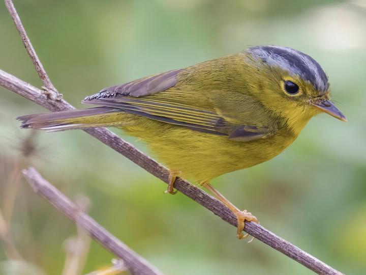 Grey-crowned Warbler