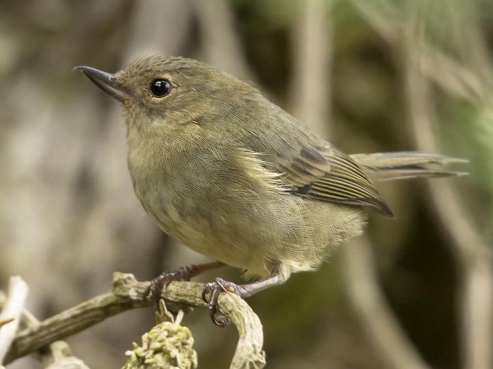 Slaty Flowerpiercer
