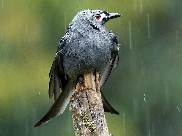 Ashy Drongo