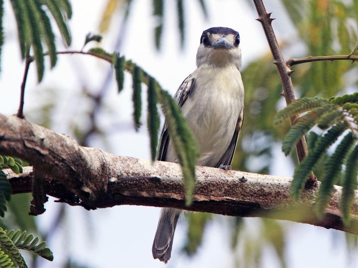 Cinereous Becard