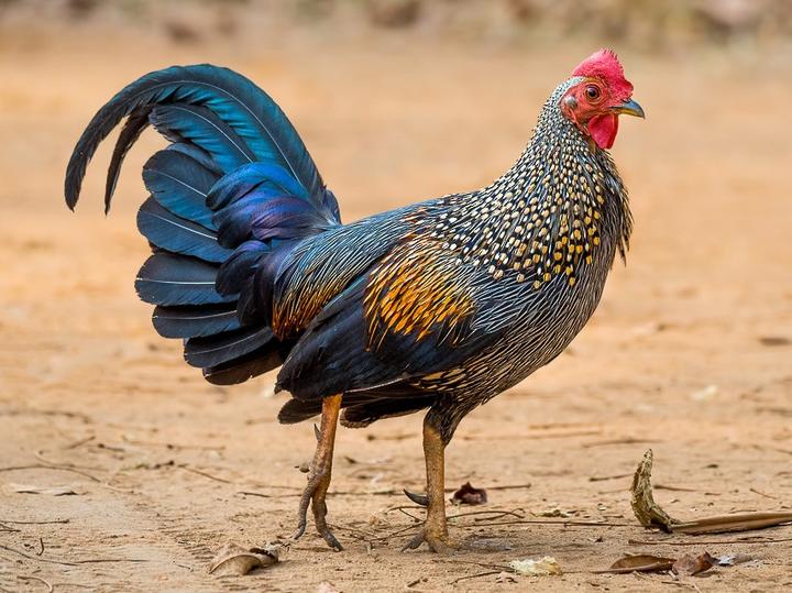 Grey Junglefowl