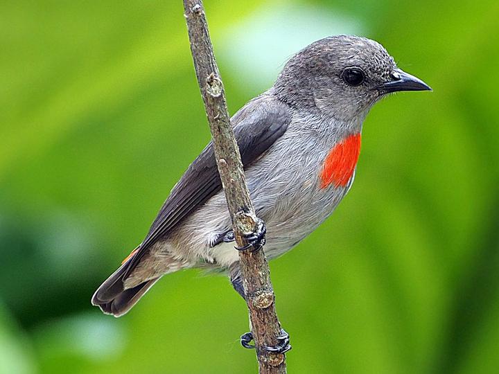 Ashy Flowerpecker