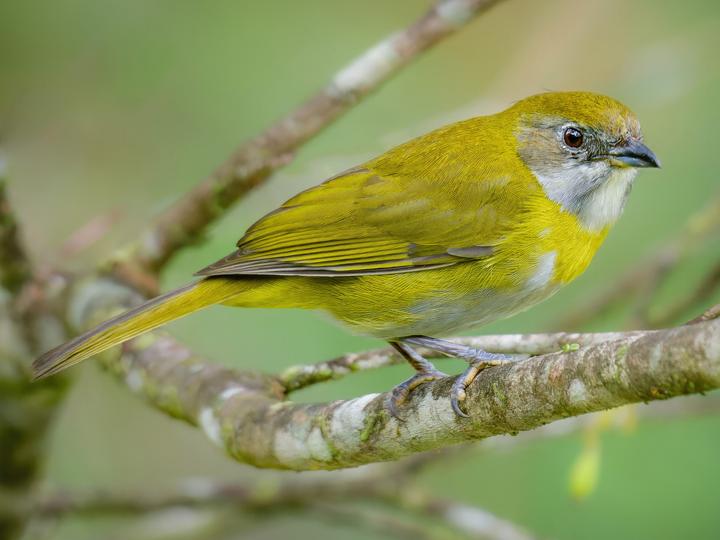 Ashy-throated Chlorospingus