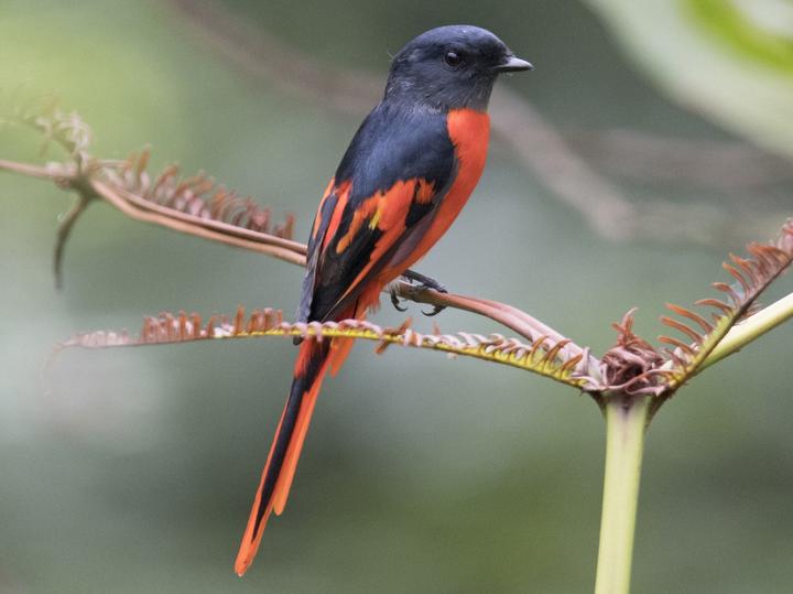 Grey-chinned Minivet