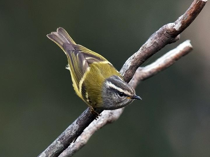 Ashy-throated Warbler