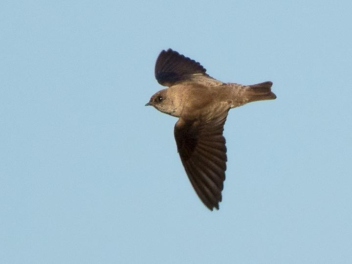 Grey-throated Martin