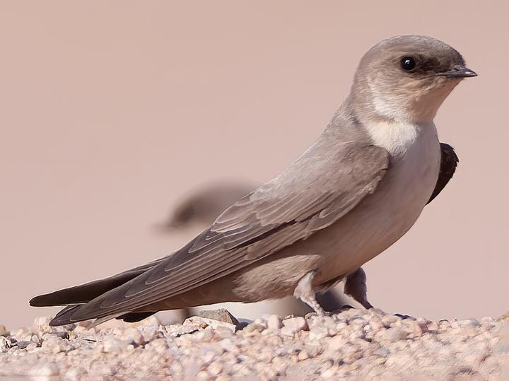Pale Crag Martin