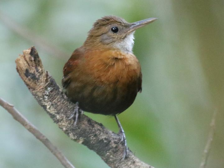 Grey-throated Leaftosser