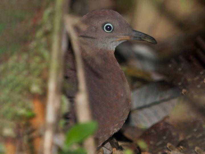 Tepui Tinamou